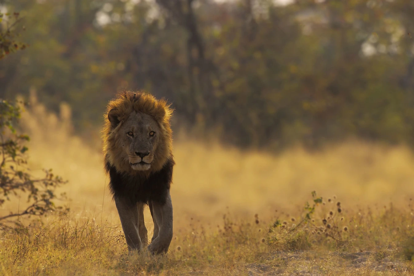 Réserve de Savuti, Botswana