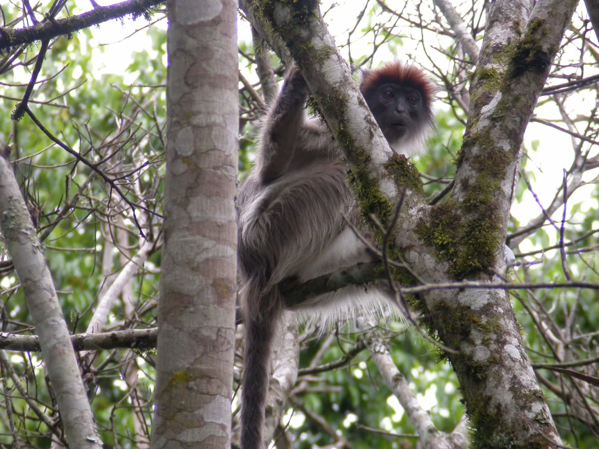 Forêt de Sebitoli, Ouganda