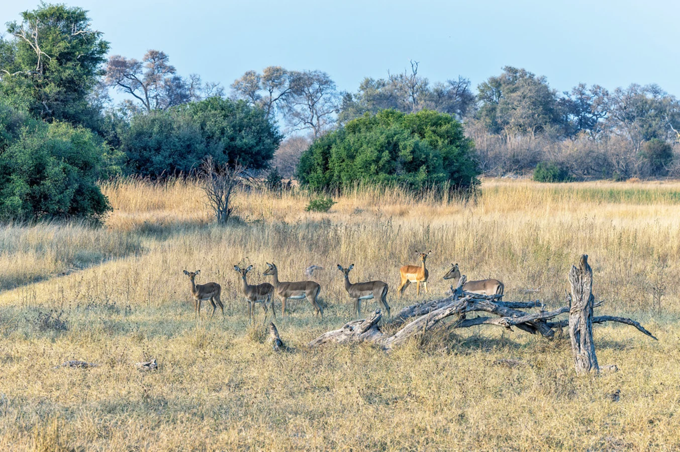 Réserve de Linyanti, Botswana
