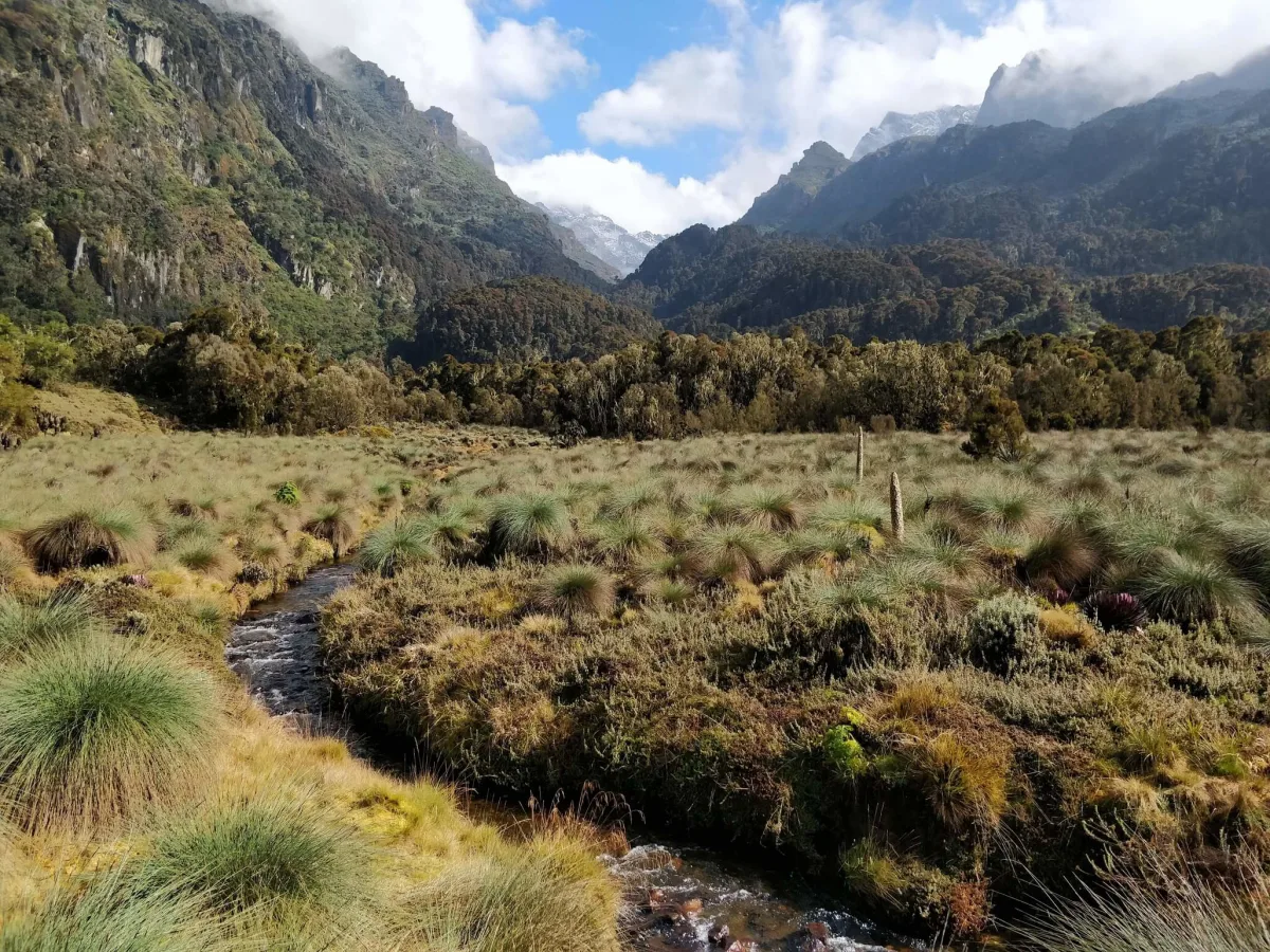 Monts Rwenzori, République démocratique du Congo, Ouganda