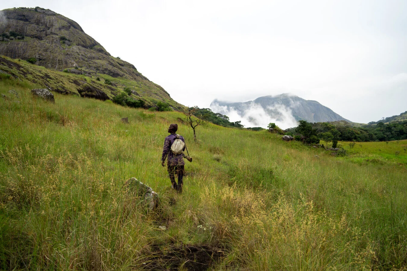 Tingi Hills Forest Reserve, Sierra Leone