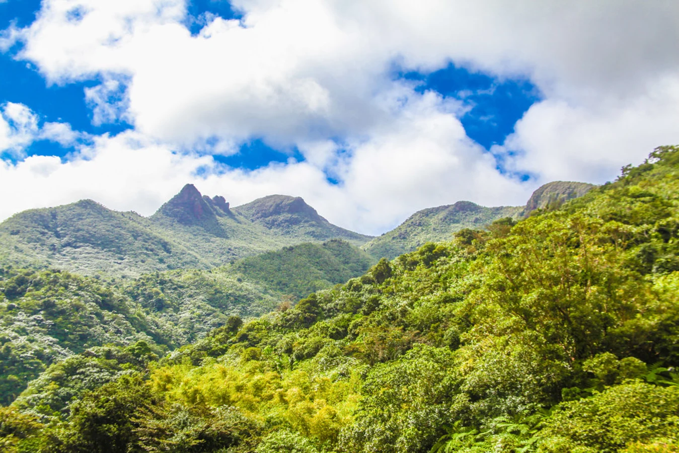 Forêt nationale d'El Yunque, Porto Rico