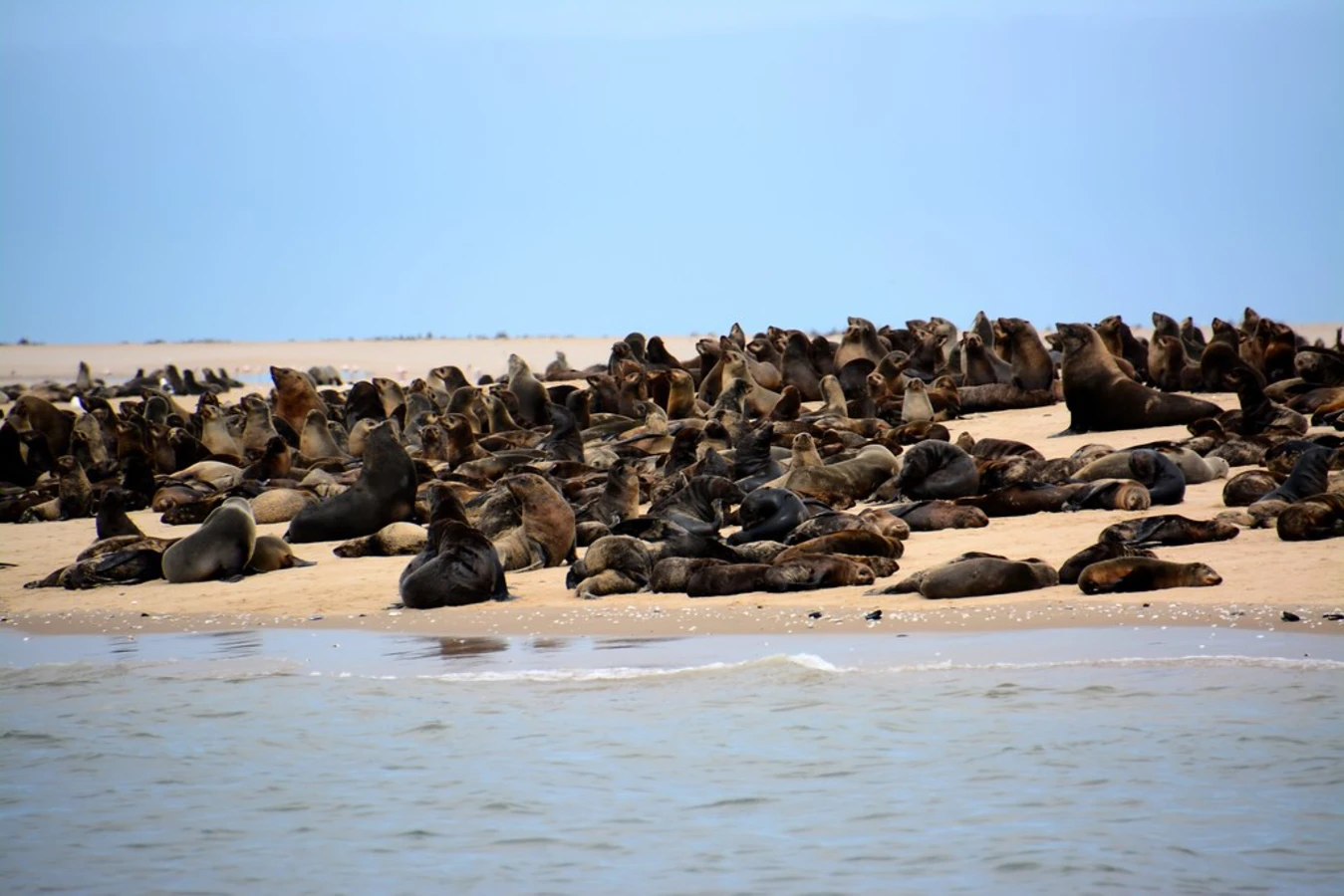 Pelican Point, Namibie