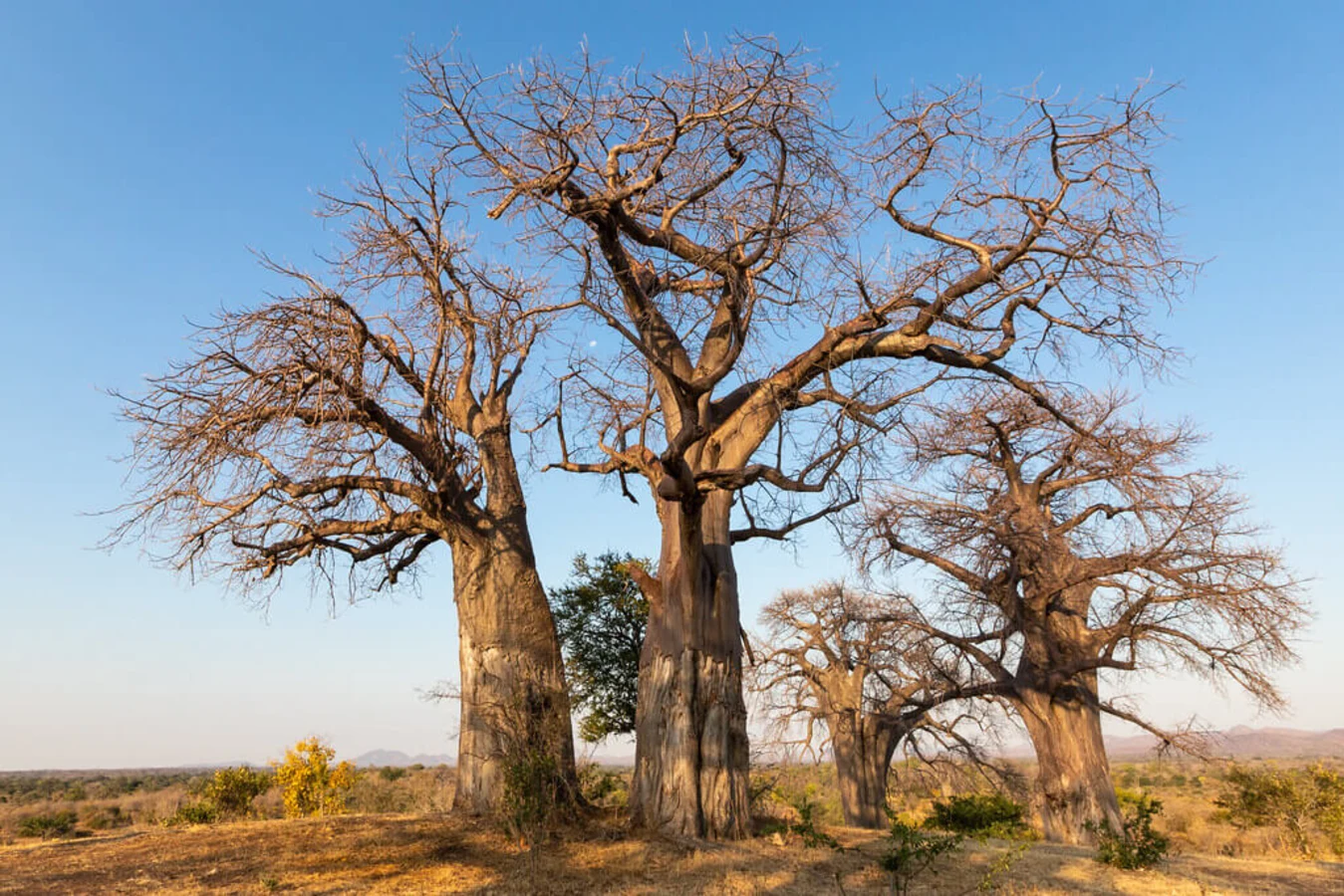 Parc national de Mana Pools, Zimbabwe