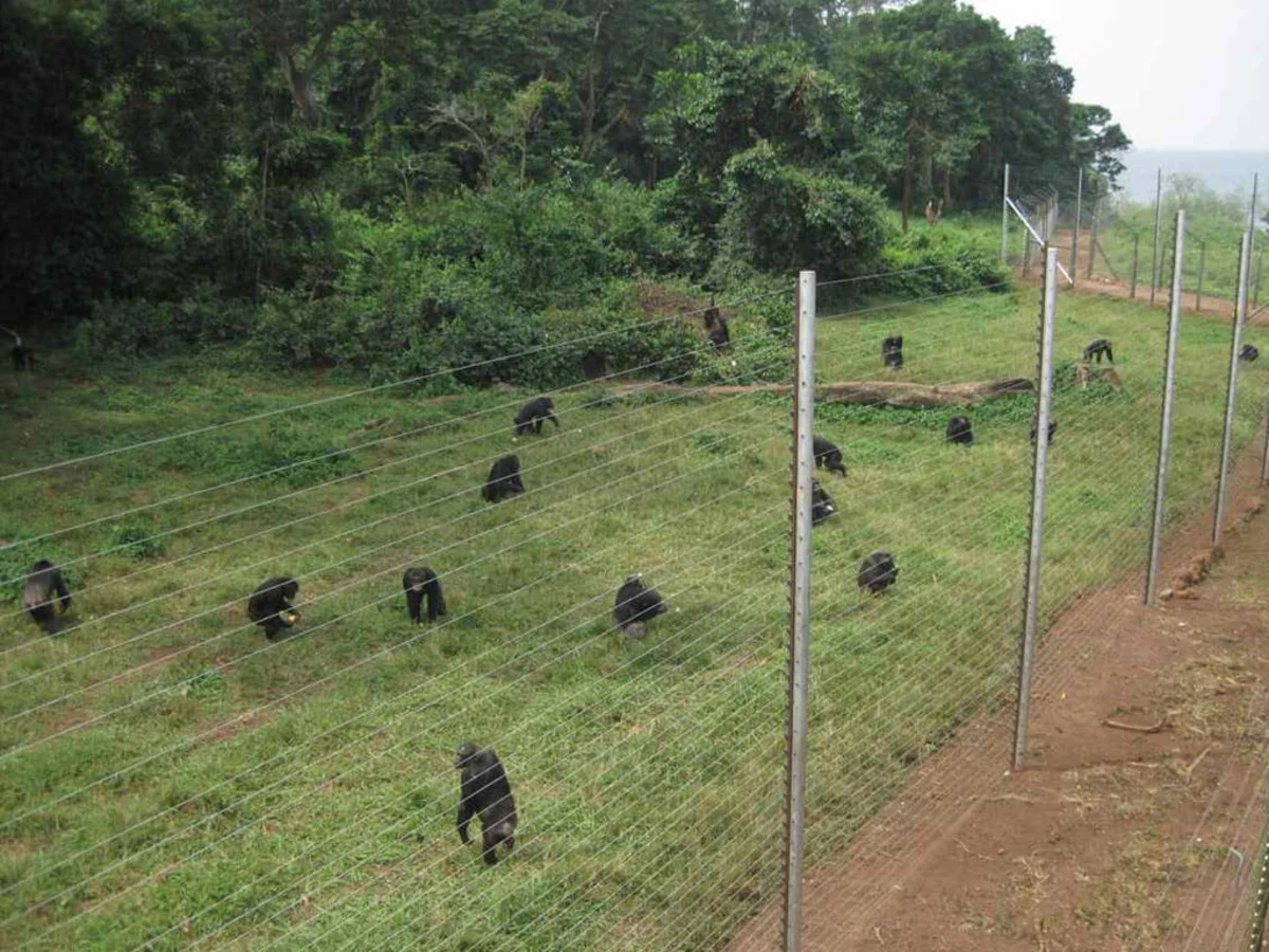Chimpanzee Island, Ouganda