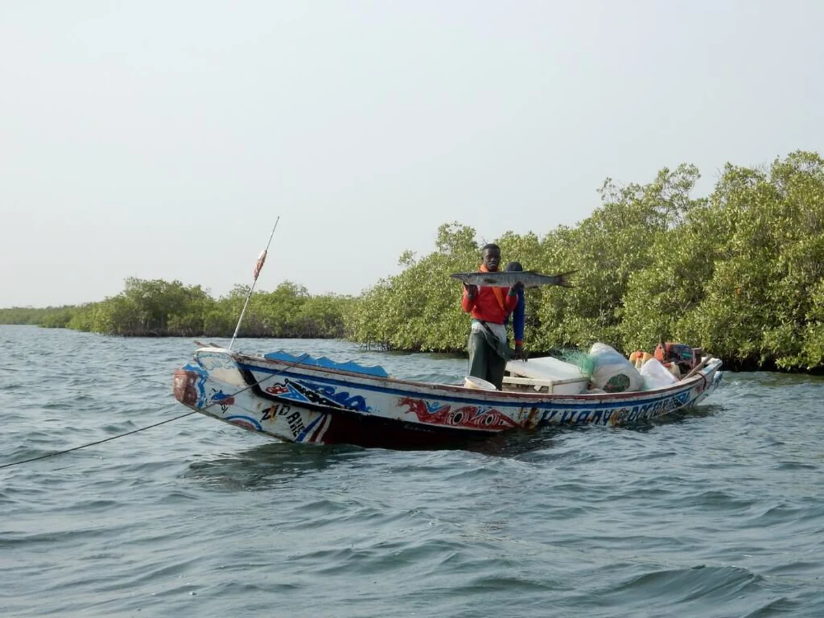 Parc national du delta du Saloum, Sénégal