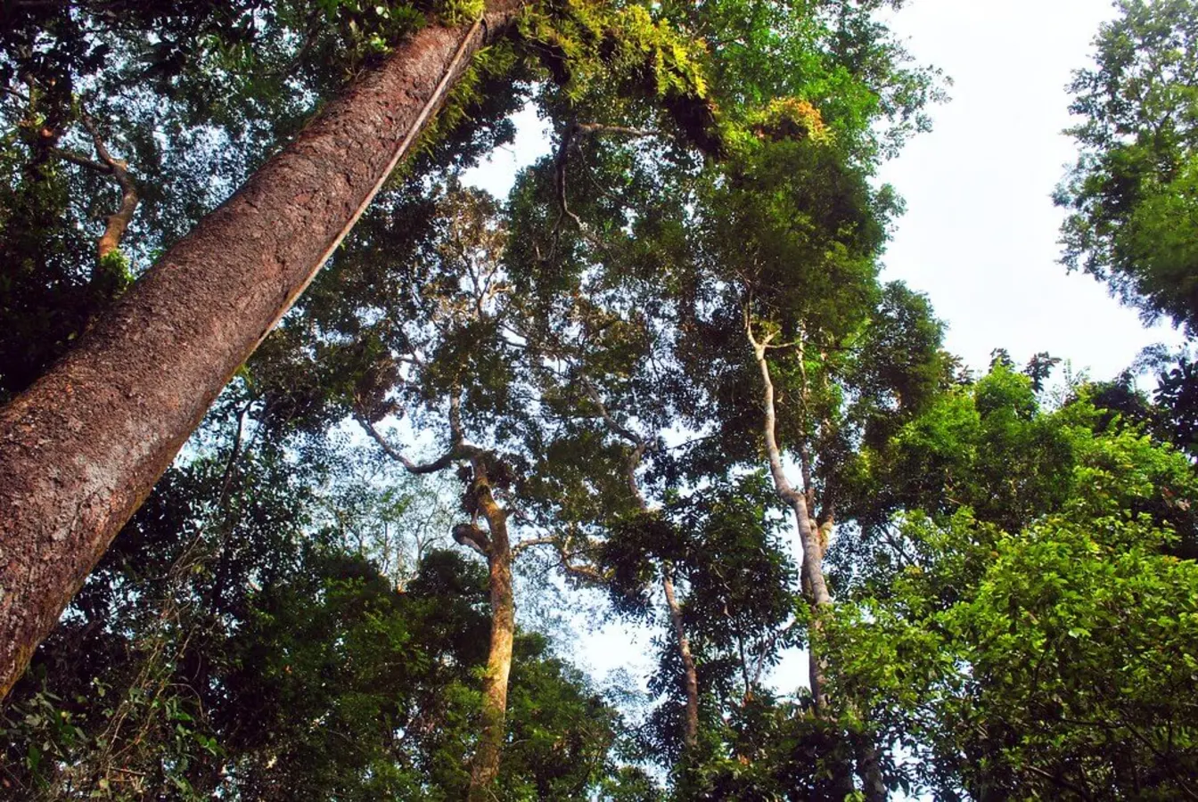 Parc national de Gola Rainforest, Sierra Leone