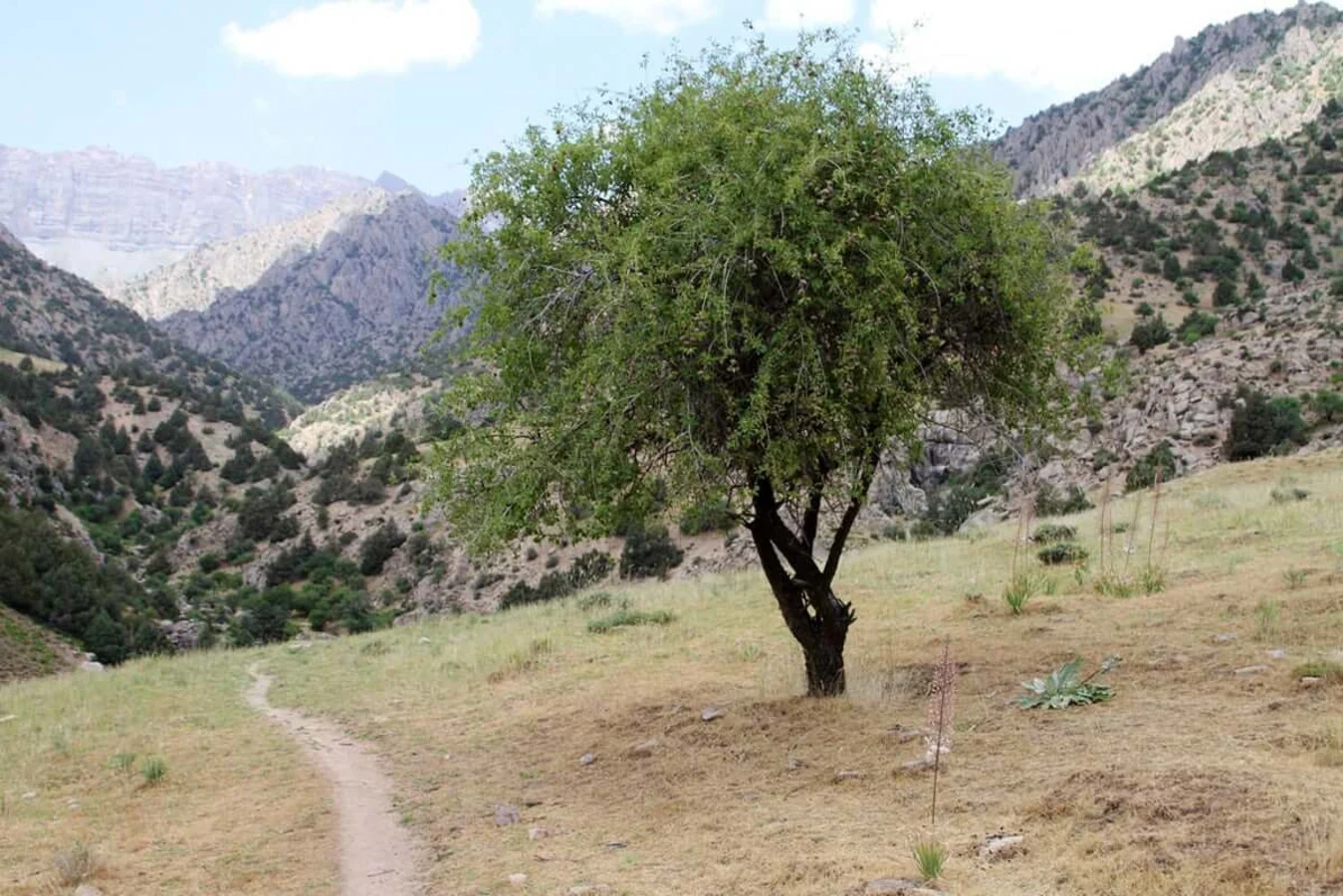 Koytendag, Turkménistan, Ouzbékistan