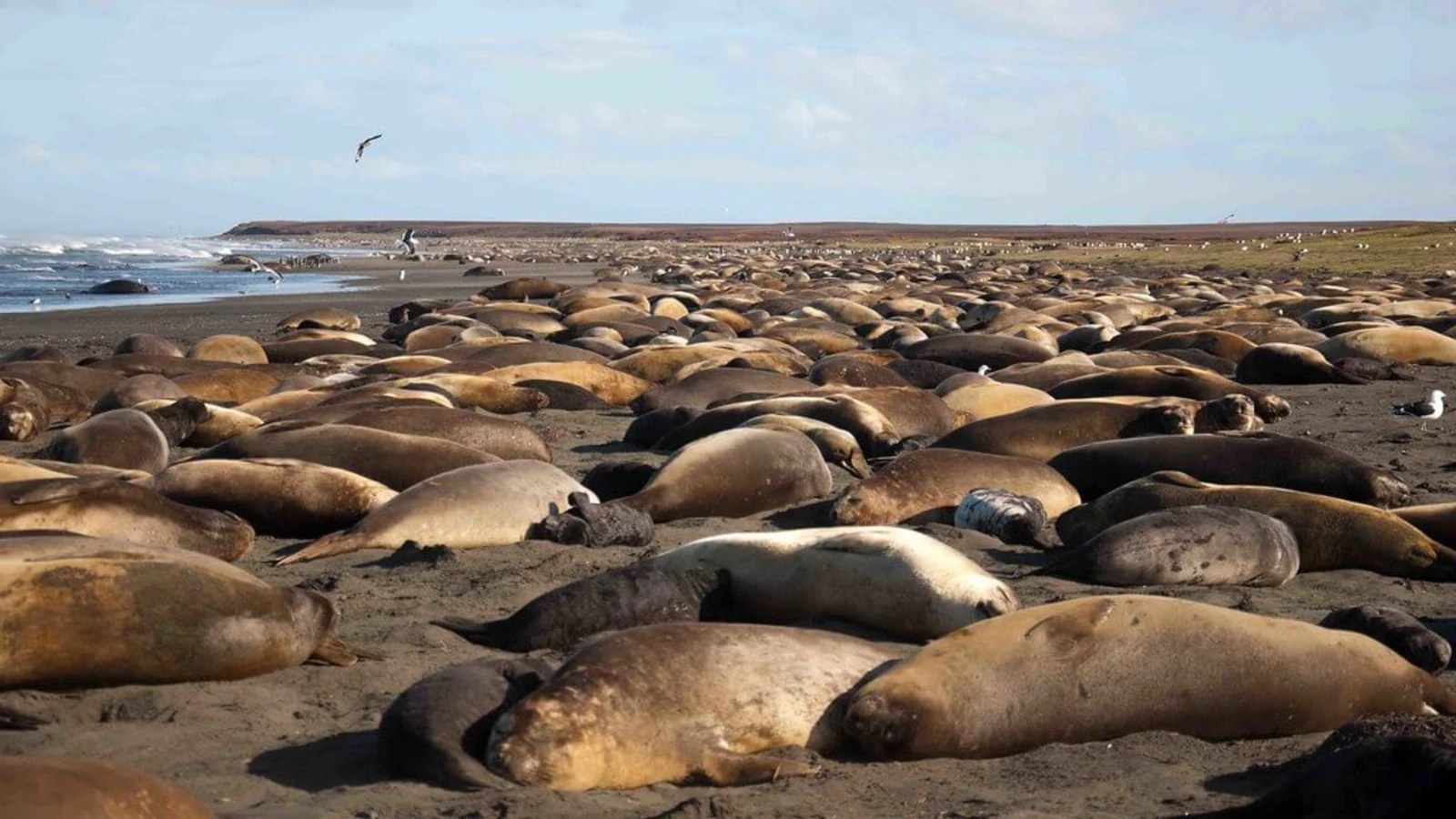 Îles Kerguelen, Terres australes et antarctiques françaises