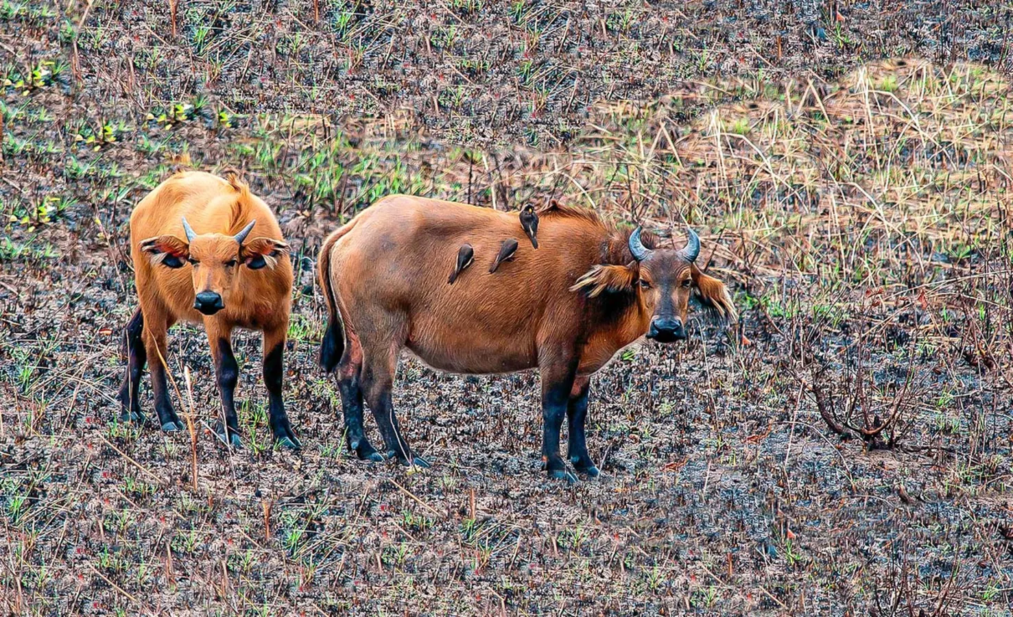 Parc national de Birougou, Gabon, Gabon
