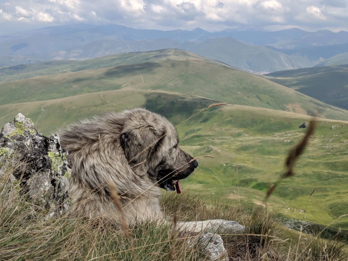 High Scardus Trail, Macédoine du Nord, Albanie, Albanie, Kosovo