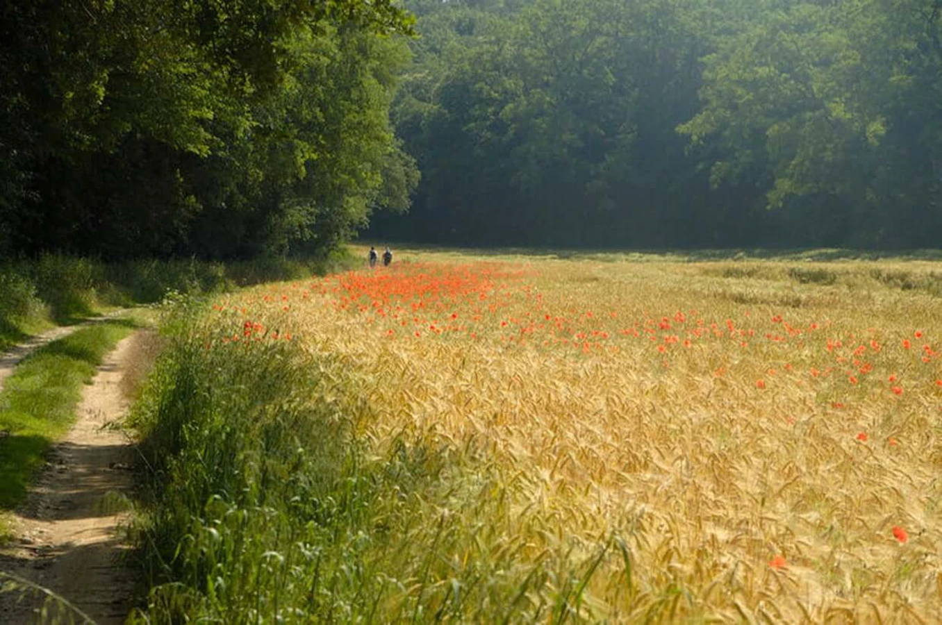 Parc naturel régional du Gâtinais français, France