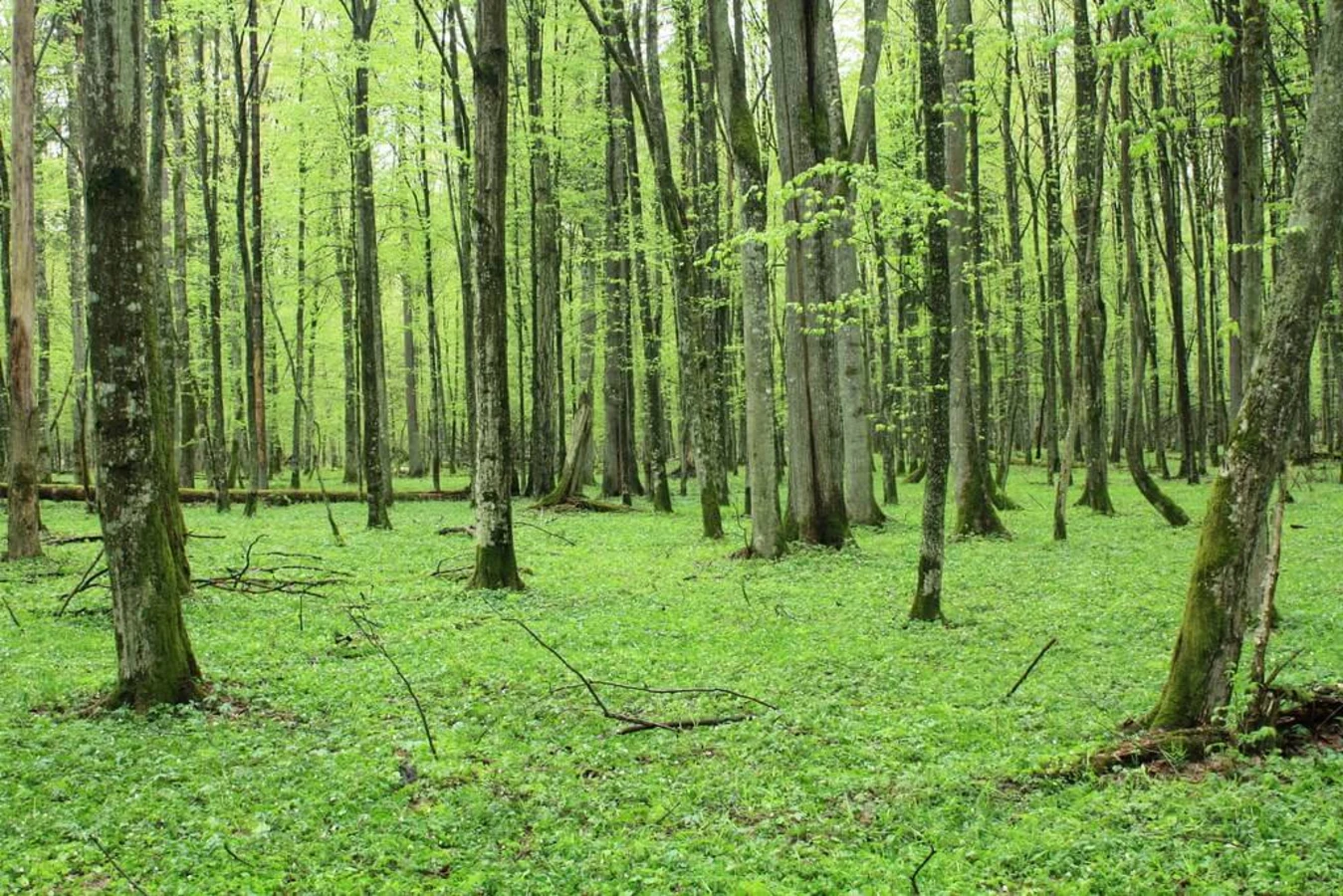 Forêt de Bialowieza, Pologne, Biélorussie