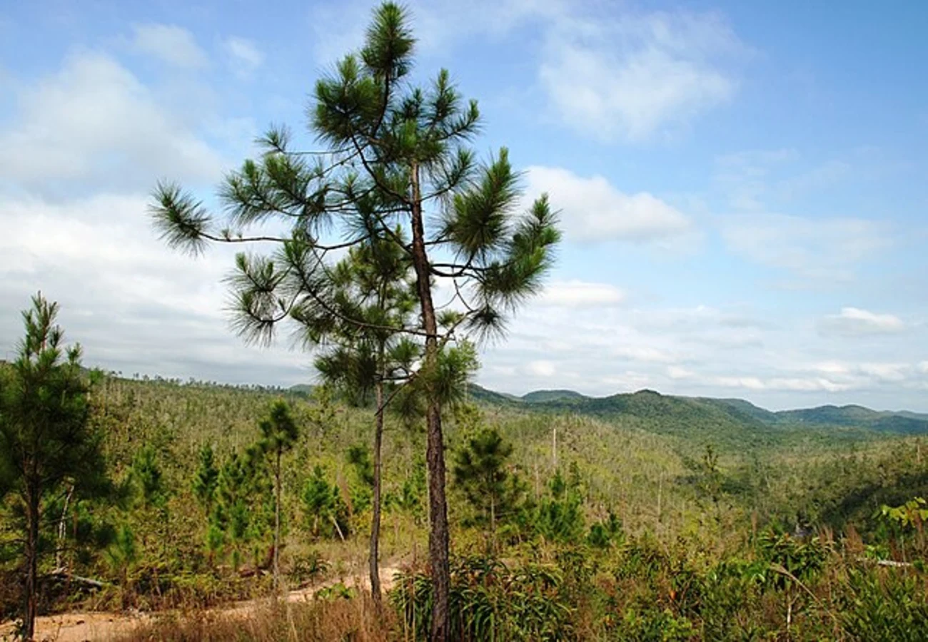Réserve forestière Mountain Pine Ridge, Belize