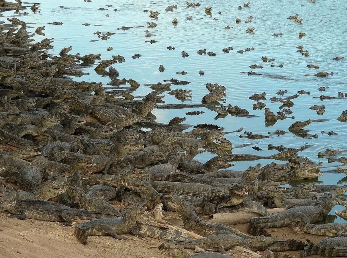 Parc national du Pantanal Matogrossense, Brésil