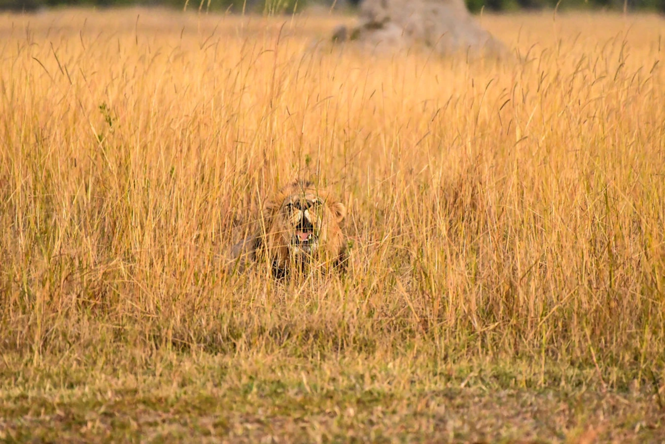 Khwai Private Reserve, Botswana