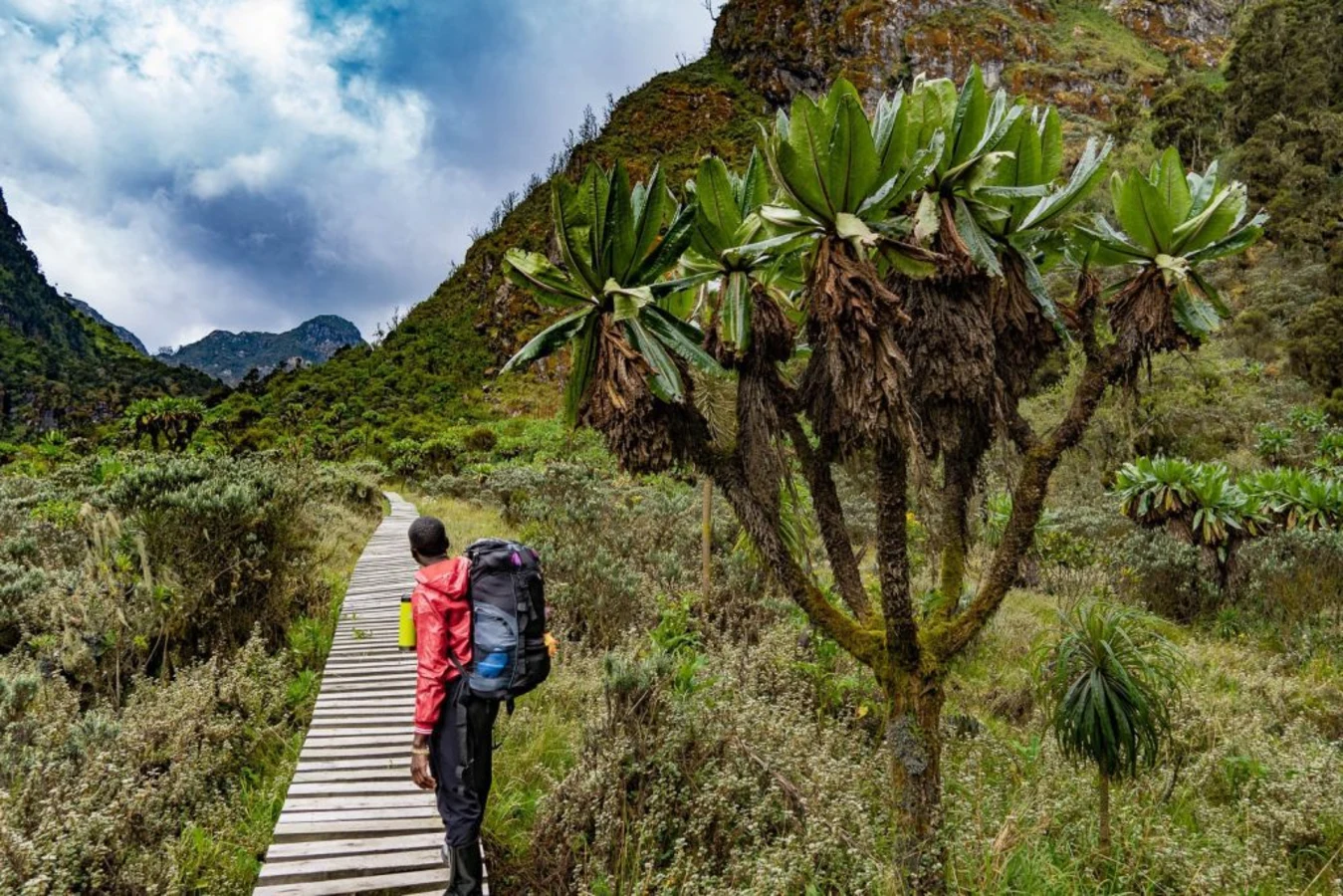 Rwenzori Central Circuit Trail, Ouganda