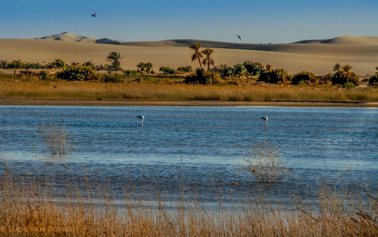 Siwa, Égypte