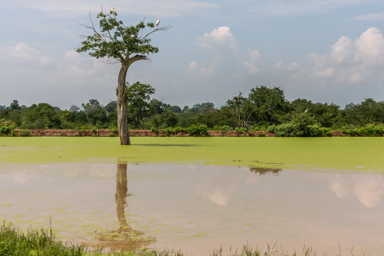 Parc national d'Udawalawe, Sri Lanka, Sri Lanka