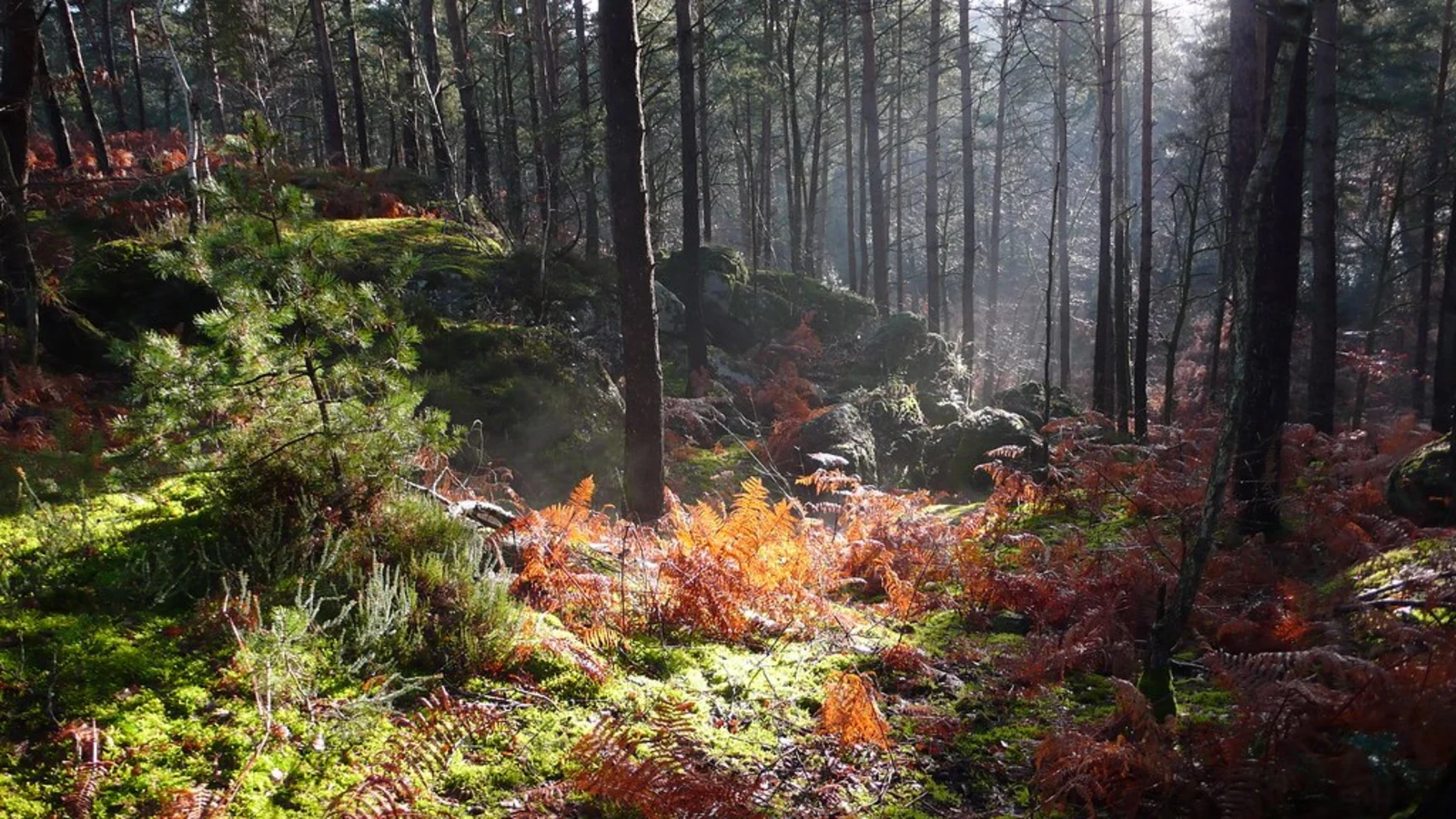 Forêt de Fontainebleau, France