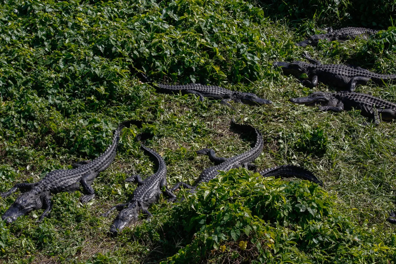 Parc national des Everglades, États-Unis