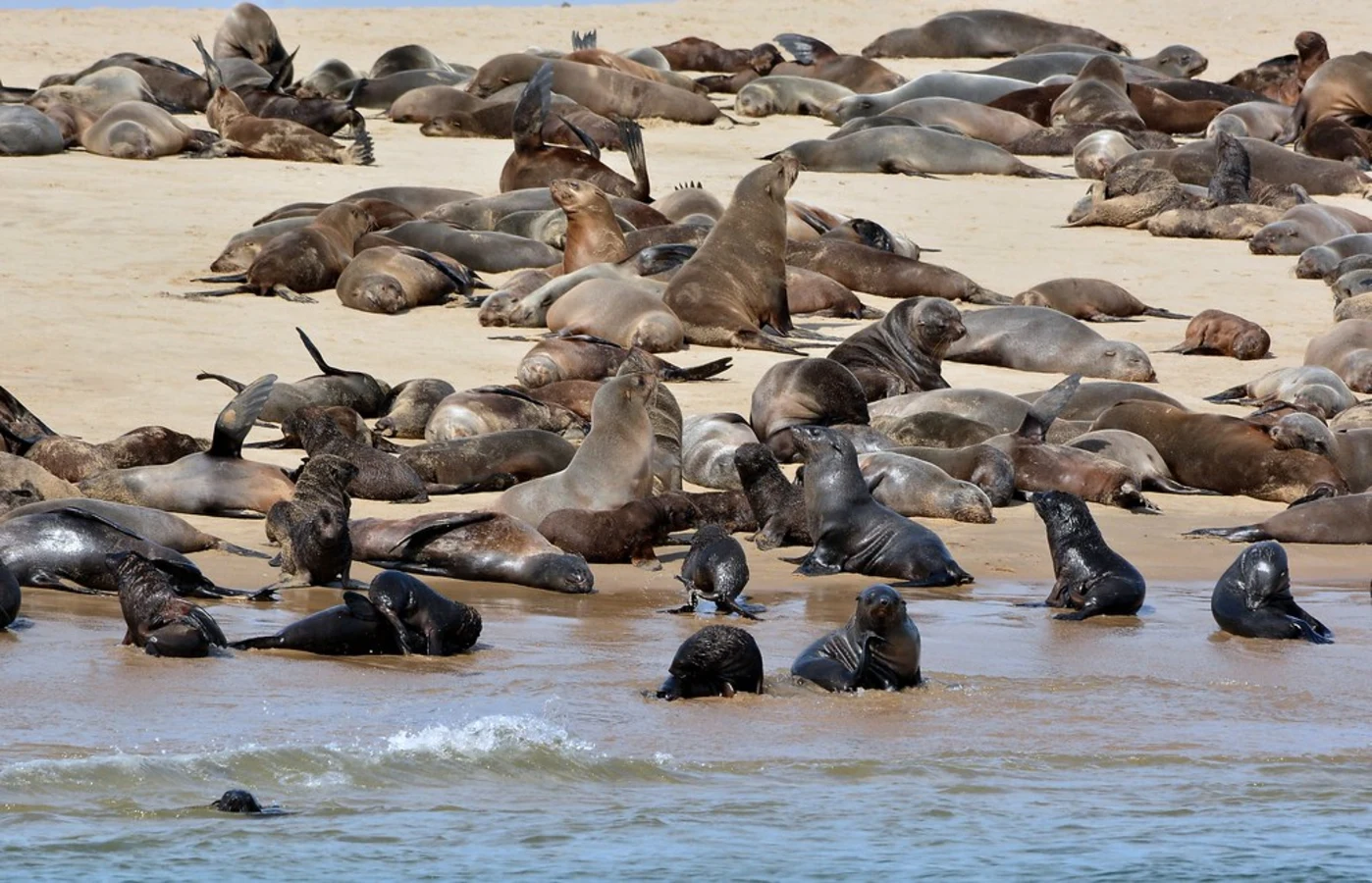 Pelican Point, Namibie
