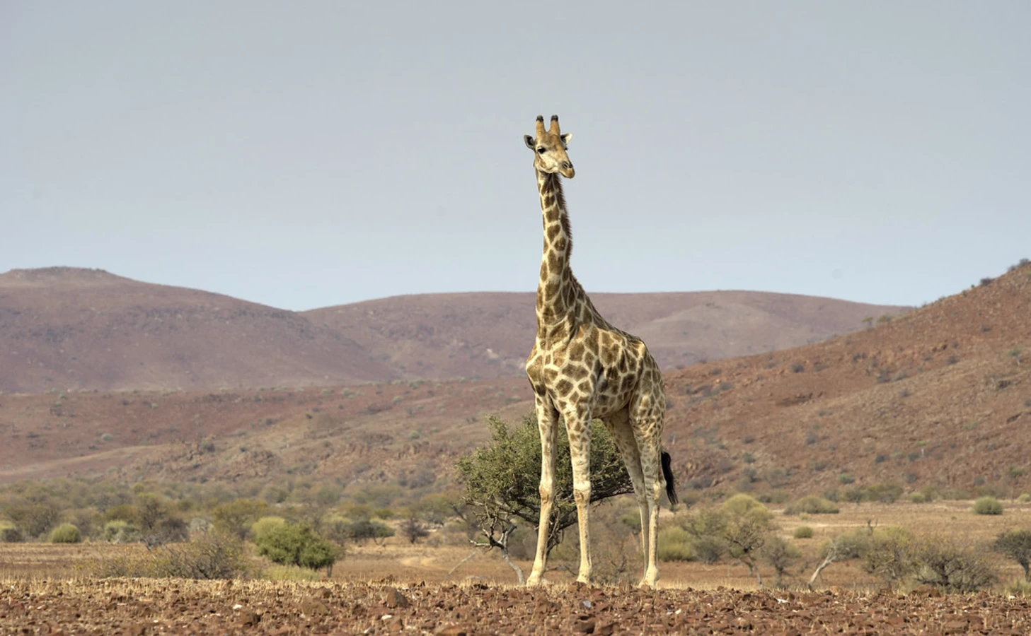 Concession de Palmwag, Namibie