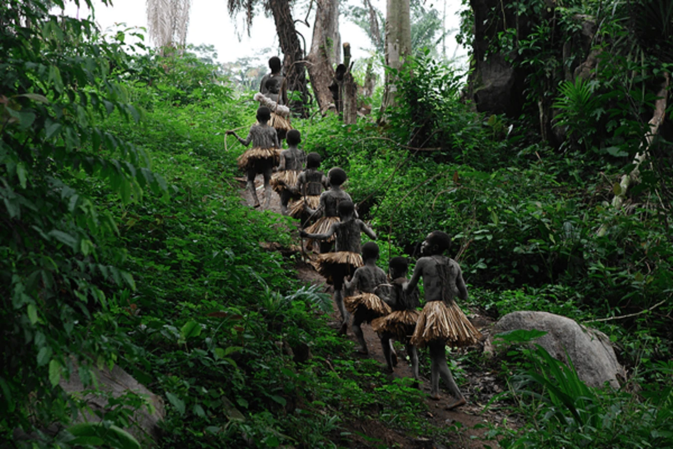 Forêt de l'Ituri, République démocratique du Congo