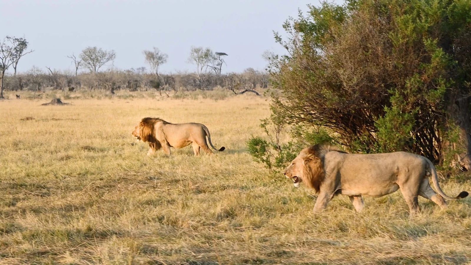 Parc national de Luangwa-Nord, Zambie