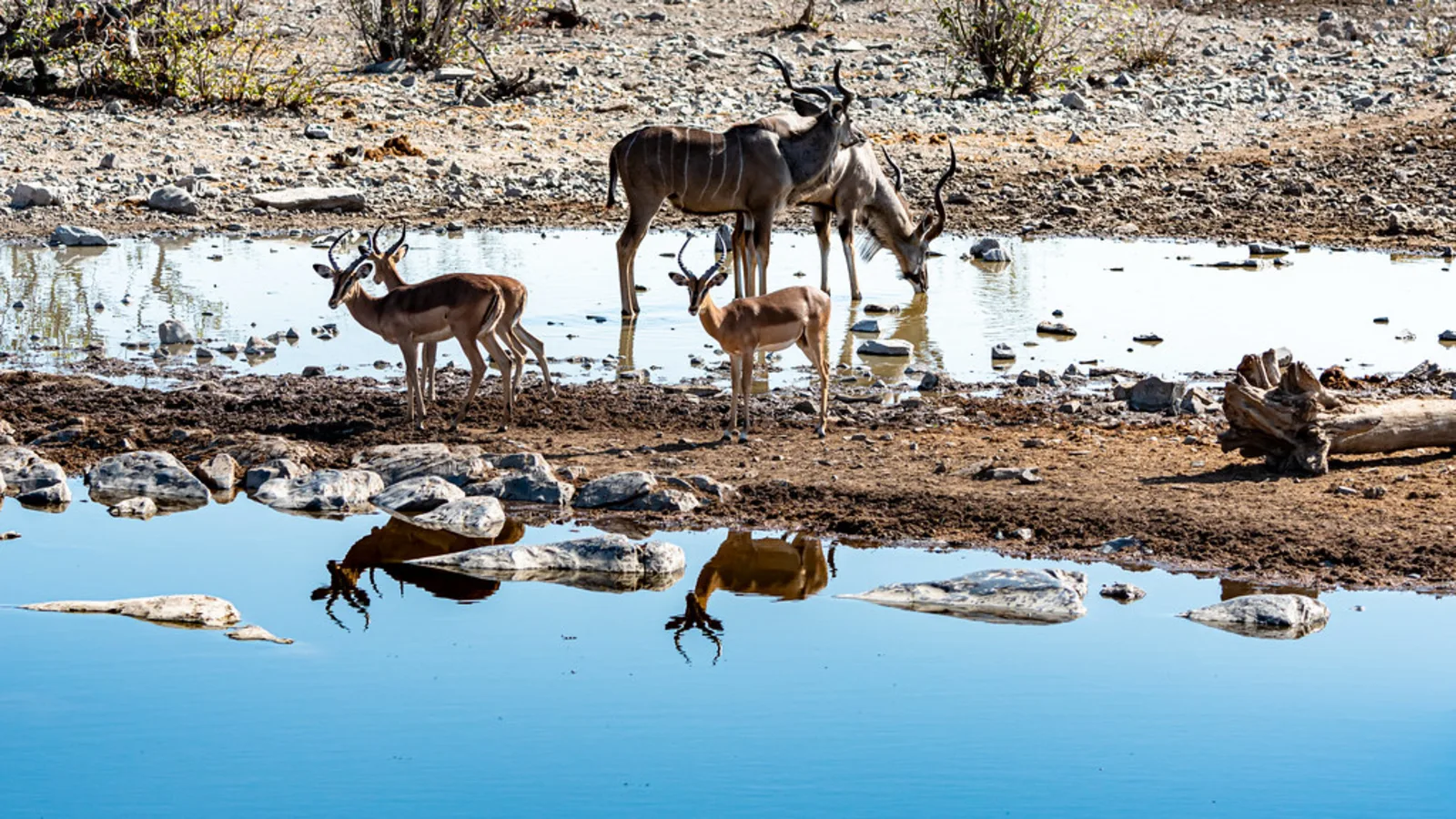 Moringa Waterhole, Namibie