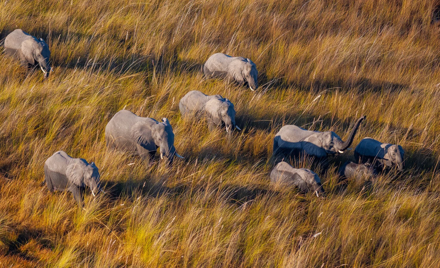 Moremi Game Reserve, Botswana