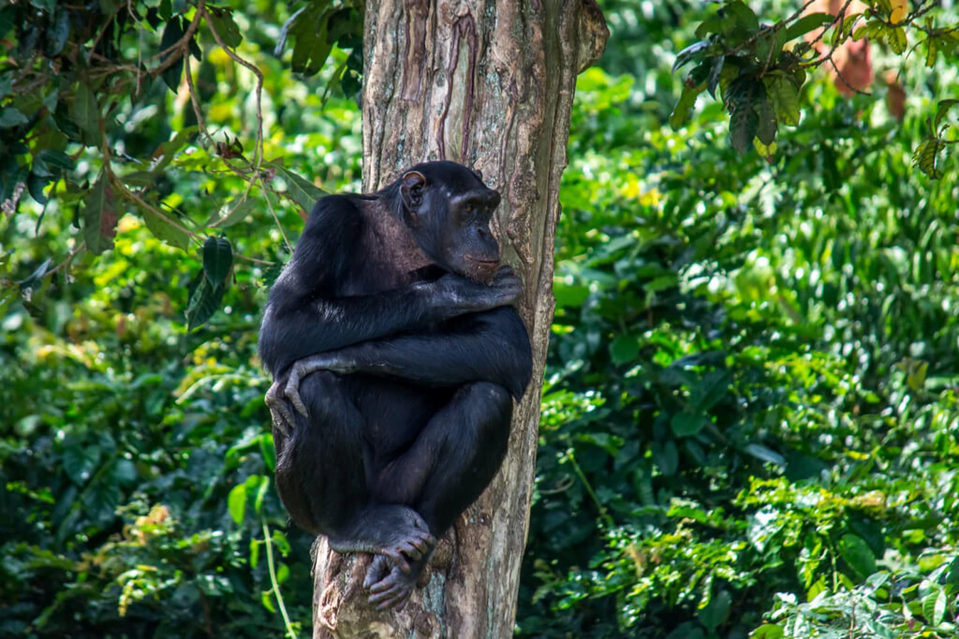 Chimpanzee Island, Ouganda