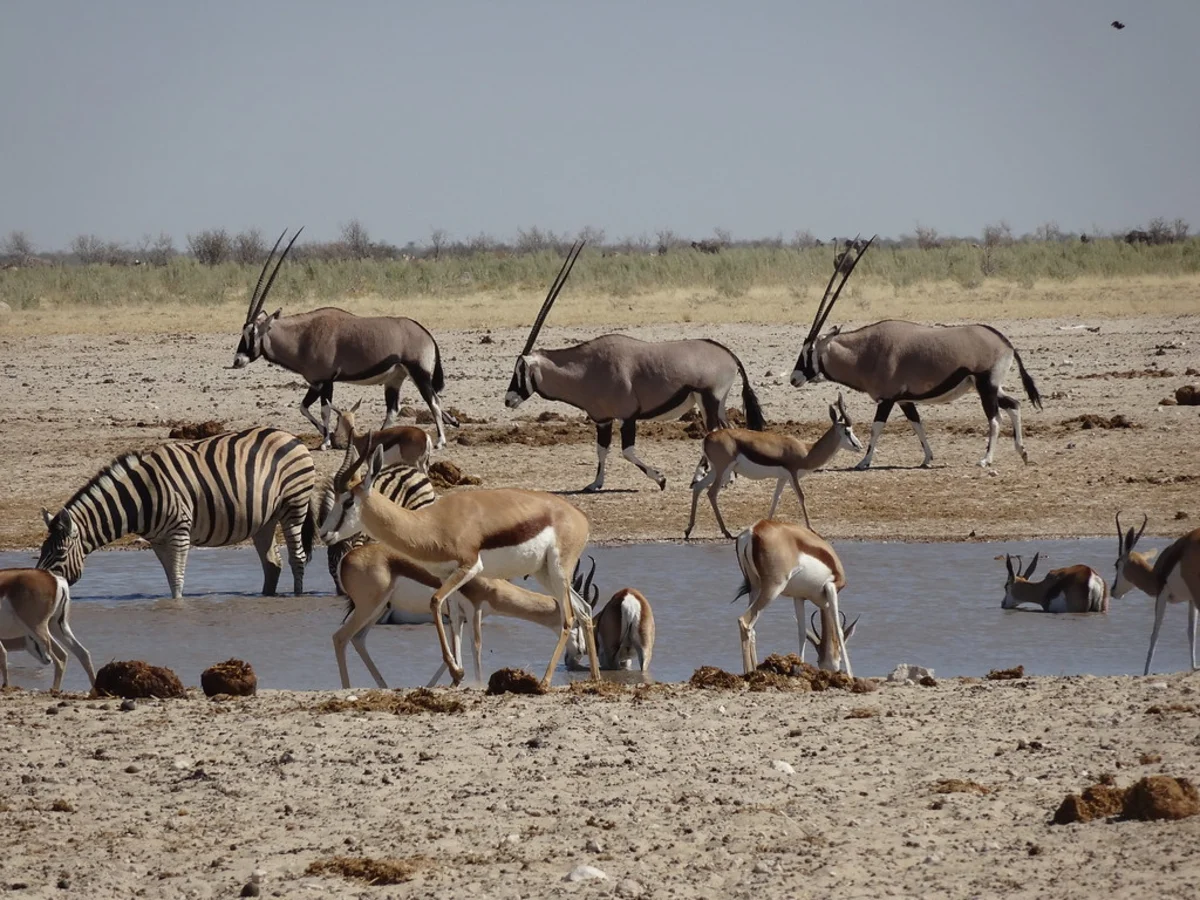 Ozonjuitji m'Bari Waterhole, Namibie