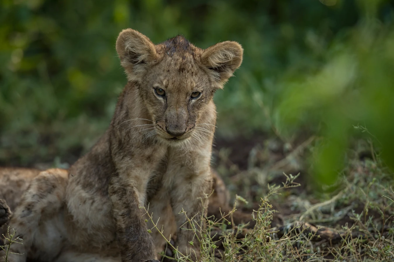 Réserve de Mashatu, Botswana