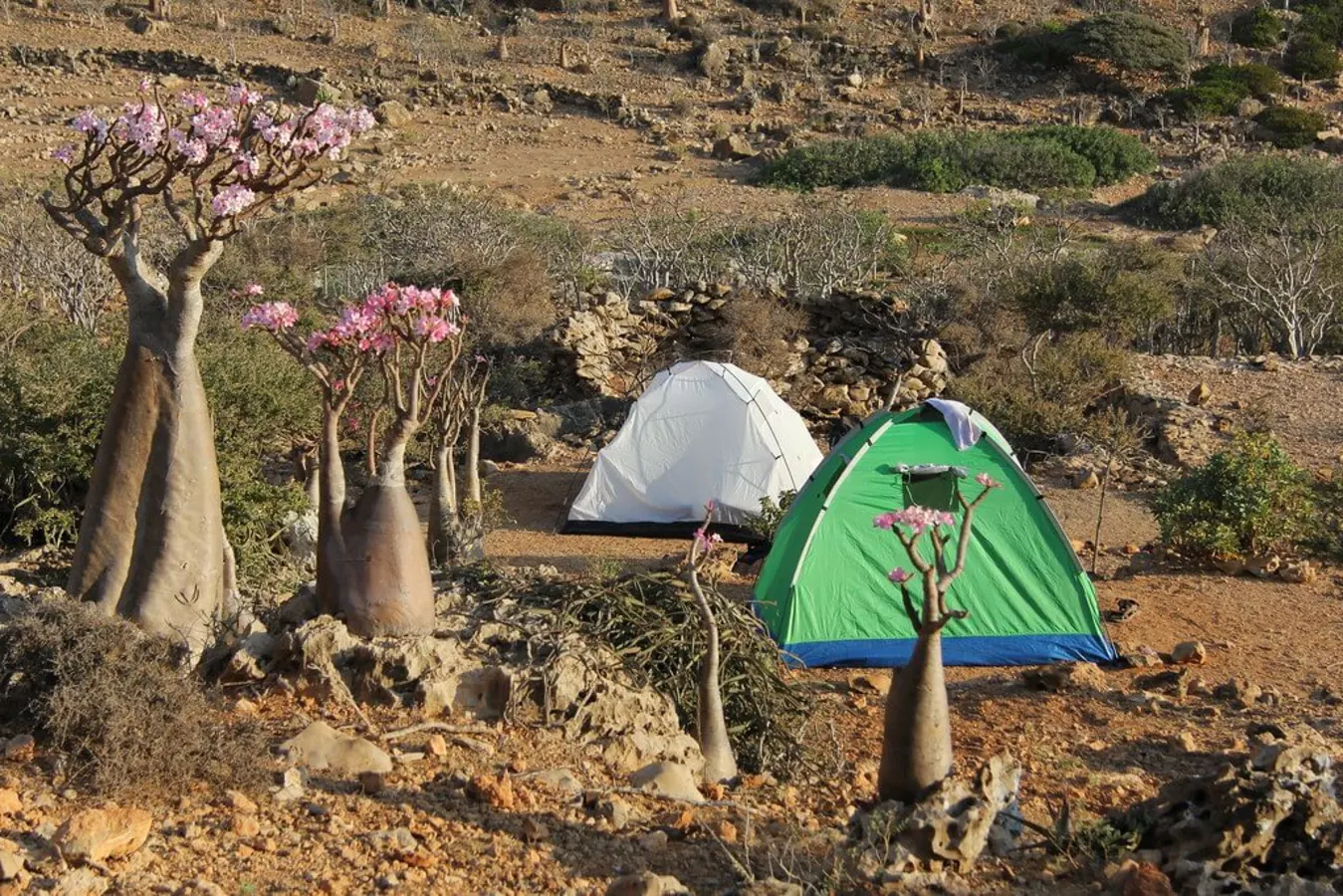 Homhil Campsite, Yémen, Socotra