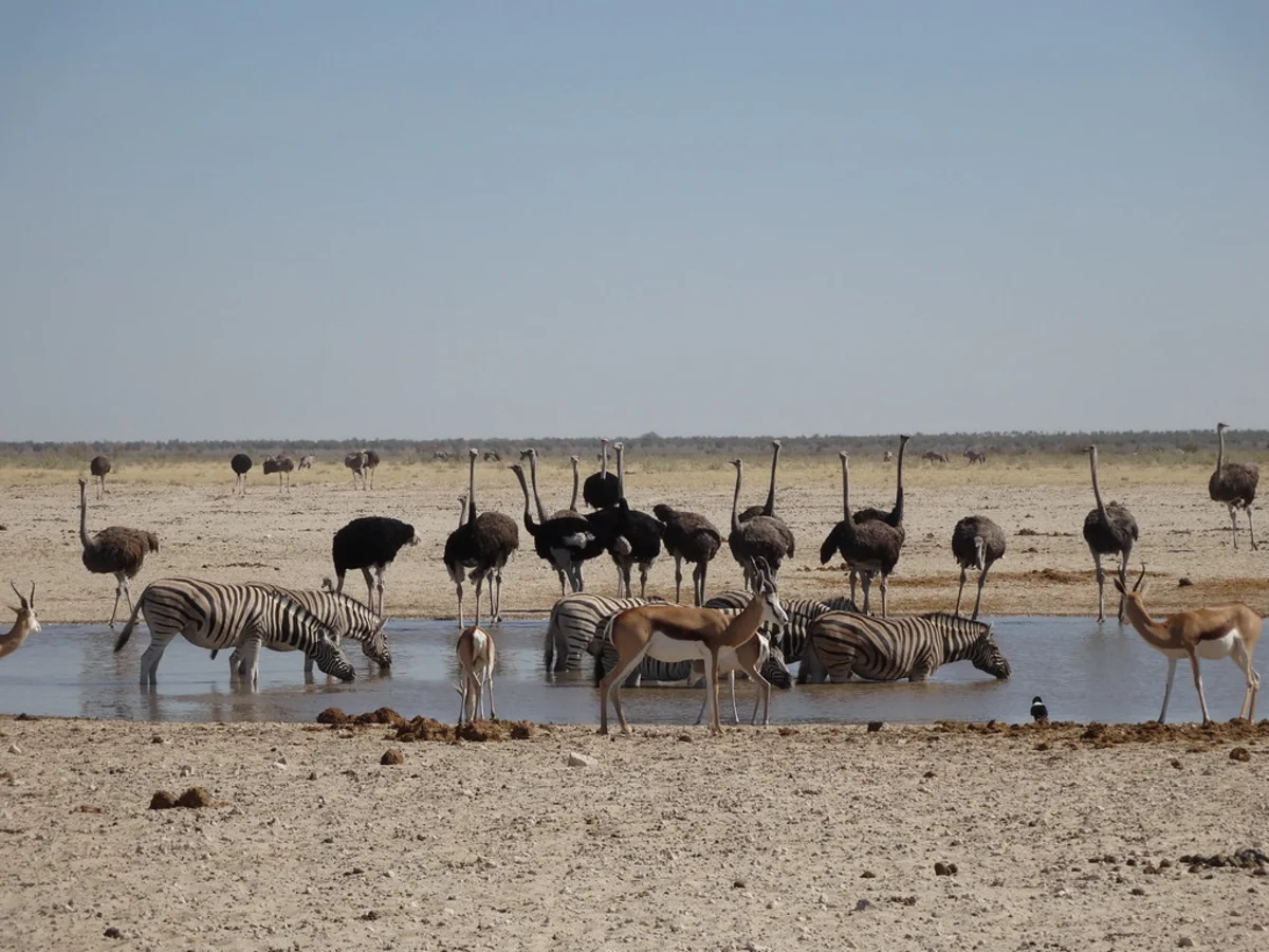Ozonjuitji m'Bari Waterhole, Namibie