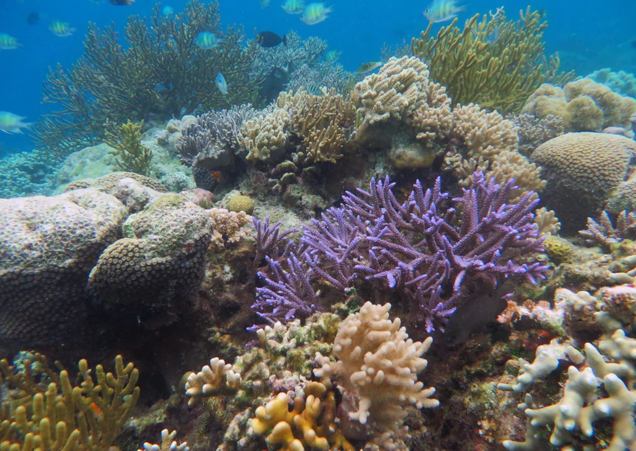 Pulau Hoga, Indonésie