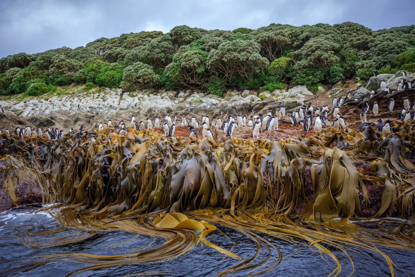 Îles Snares, Nouvelle-Zélande