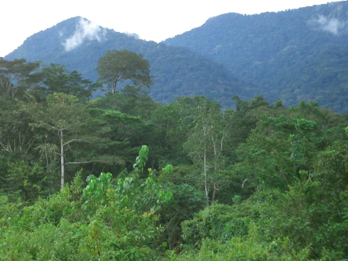 Forêt d'Ebo, Cameroun