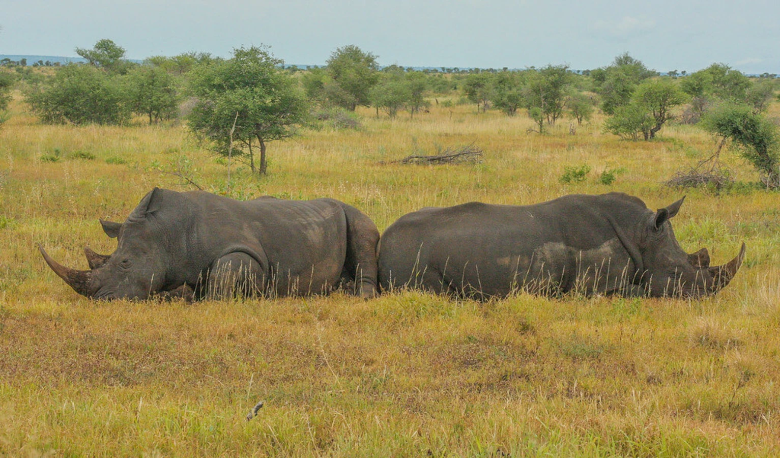 Parc national Kruger, Afrique du Sud