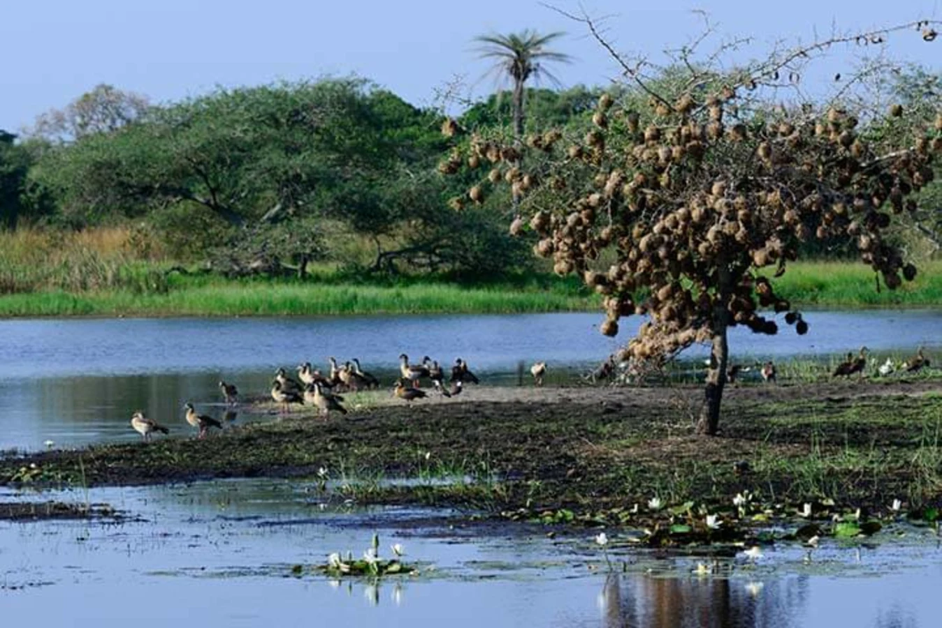 Orango, Guinée-Bissau