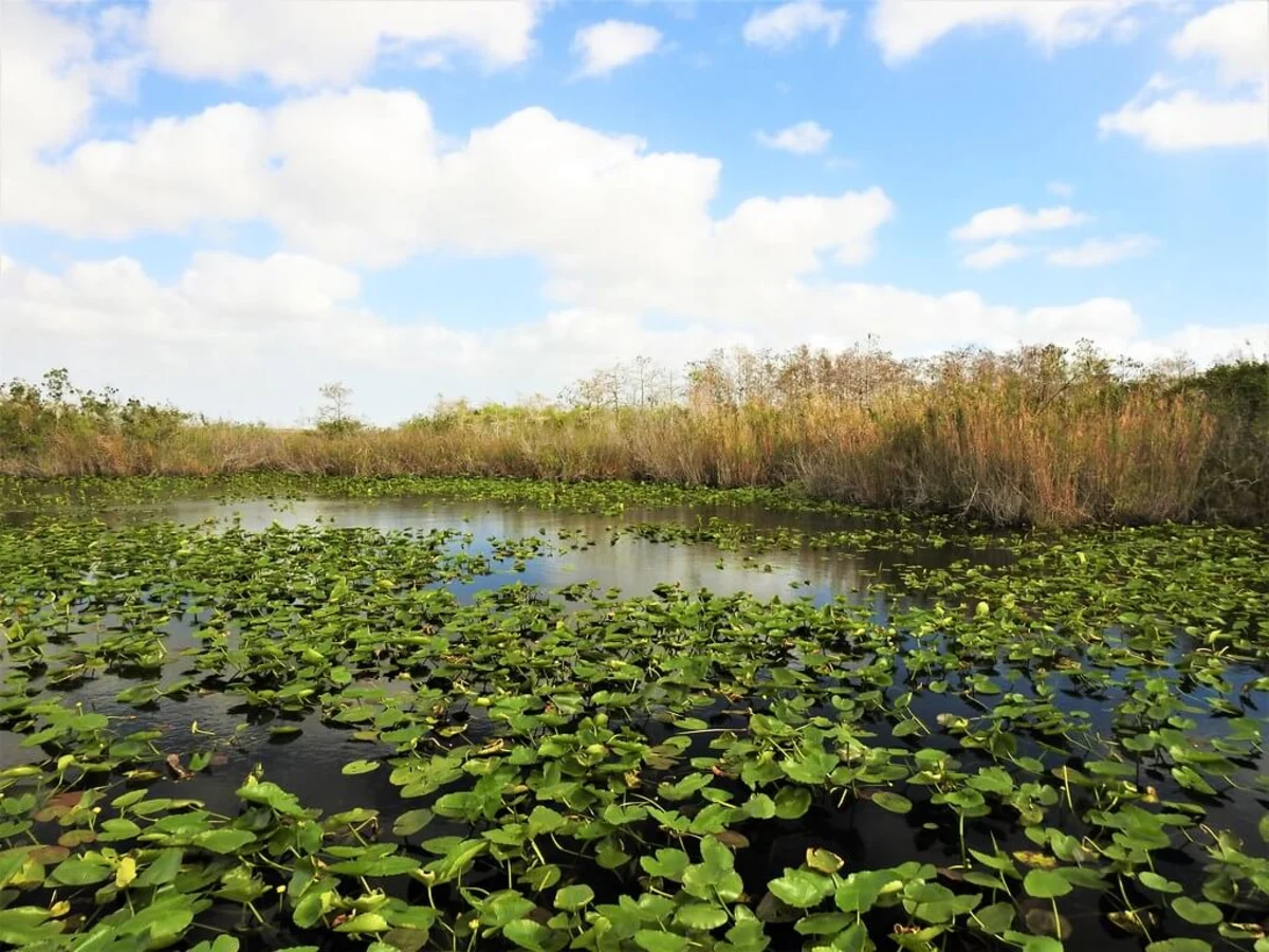 Parc national des Everglades, États-Unis