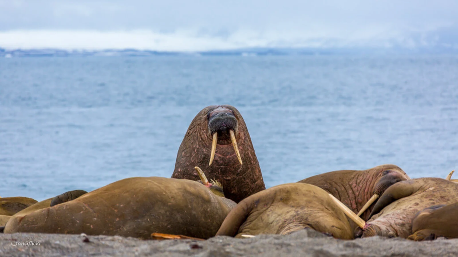 Parc national de Forlandet, Svalbard et Jan Mayen