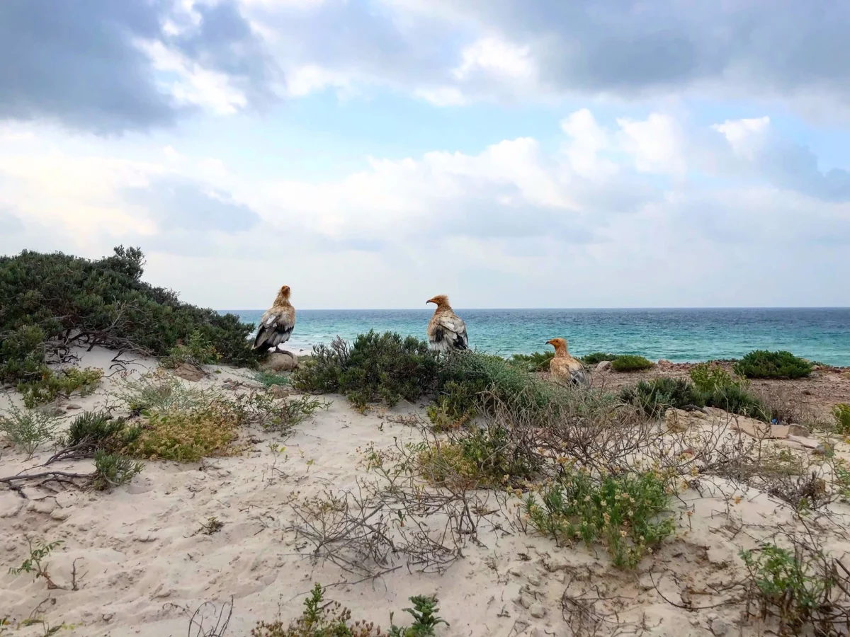 Arher Beach, Yémen, Socotra
