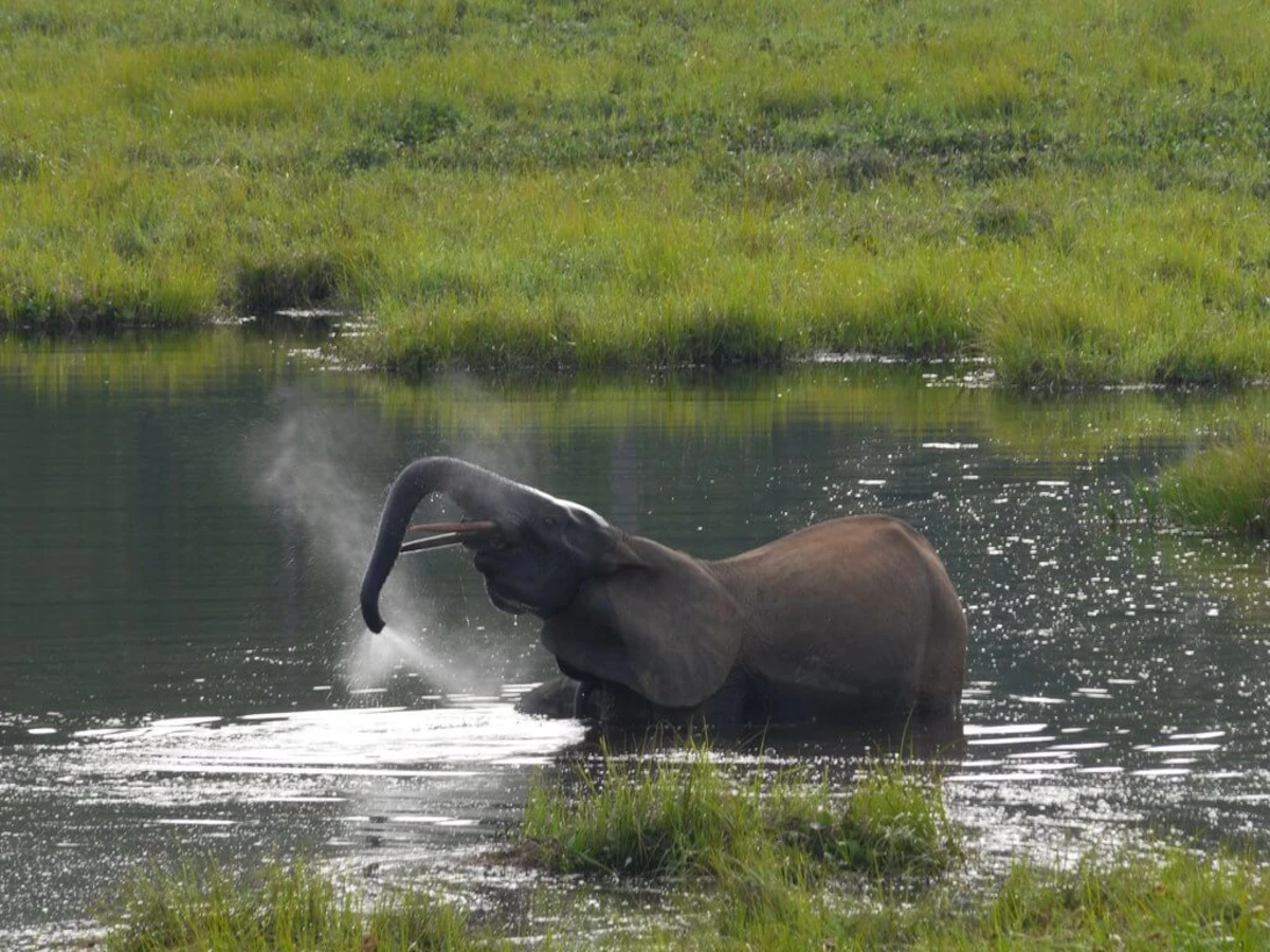 Mbeli Bai, République du Congo
