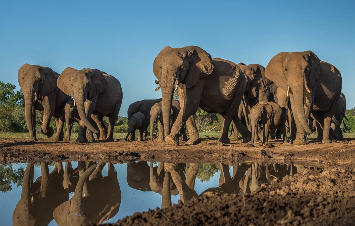 Réserve de Mashatu, Botswana