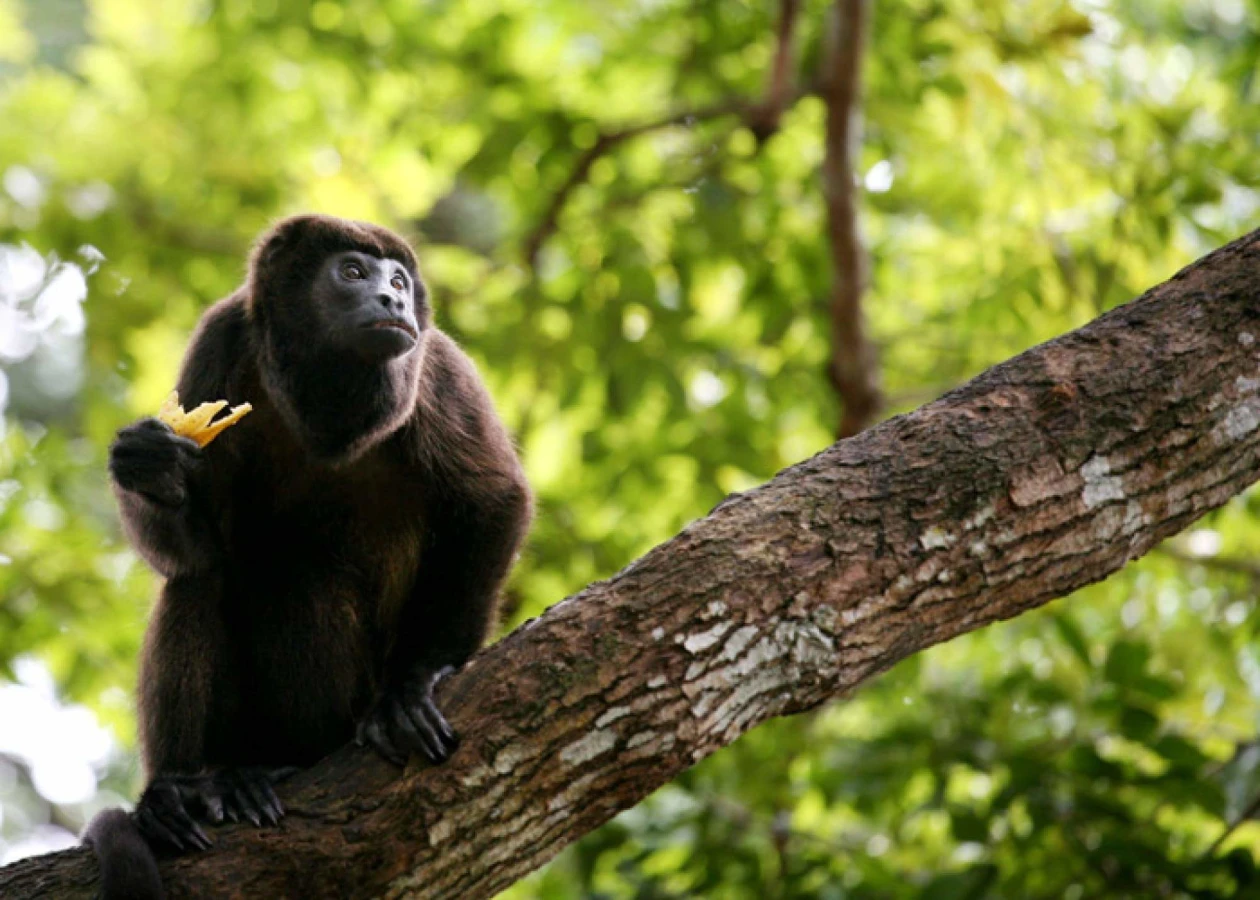 Parc national de Darien, Panama, Panama, Panama