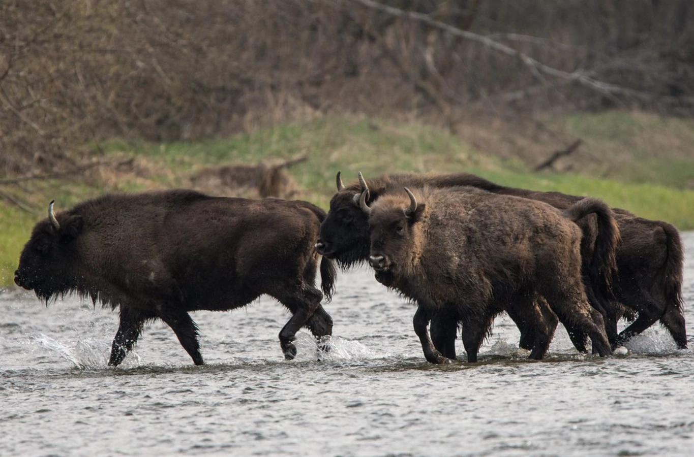 Parc national de Bieszczady, Pologne