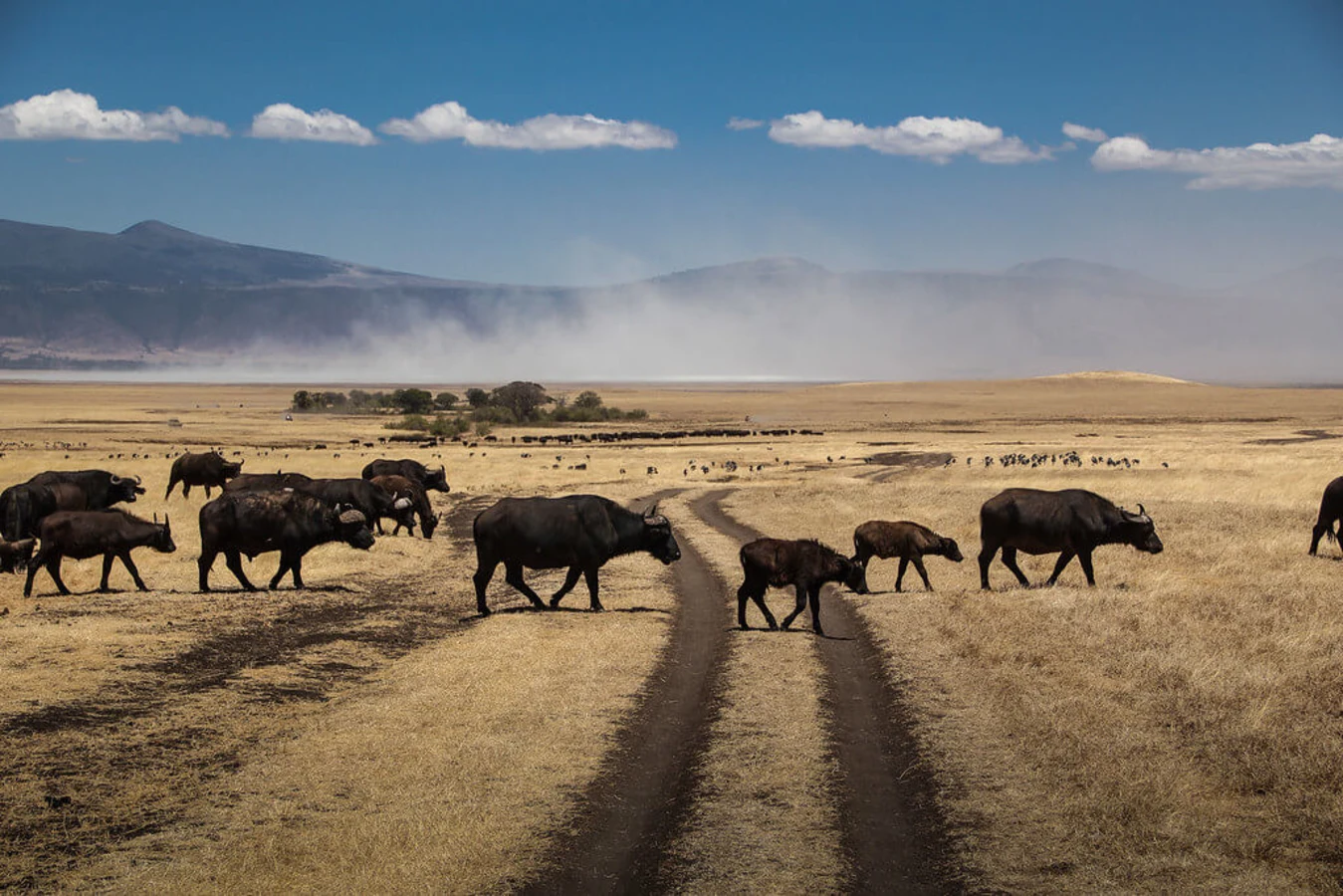 Cratère du Ngorongoro, Tanzanie