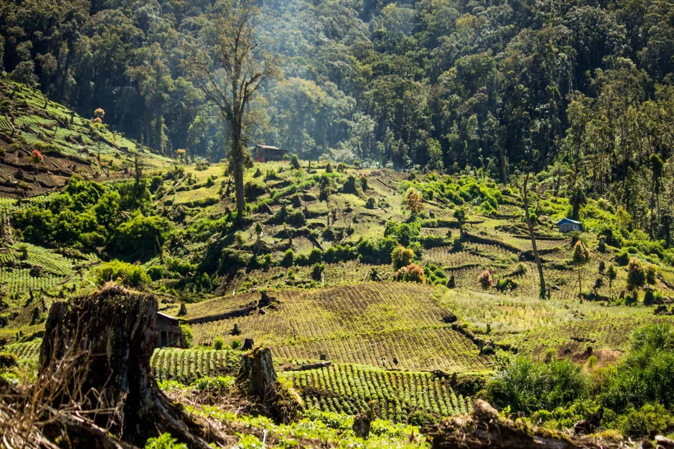 Parc national de Kerinci Seblat, Indonésie